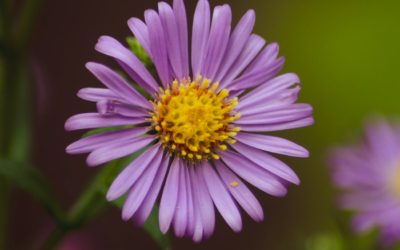 Good News for International Adoption